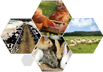 精益求精的品質(zhì) 產(chǎn)品更優(yōu)良、更安全衛(wèi)生、更環(huán)保